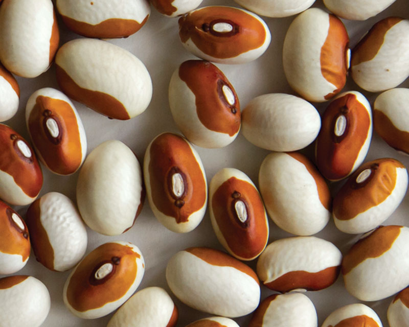 لوبیا خارجی