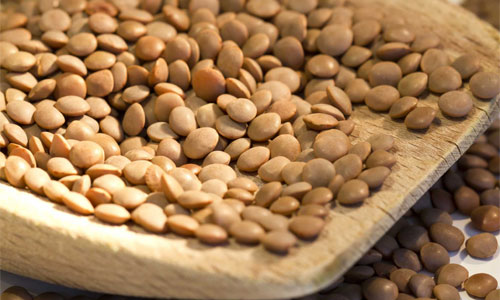 عدس مرغوب ایرانی