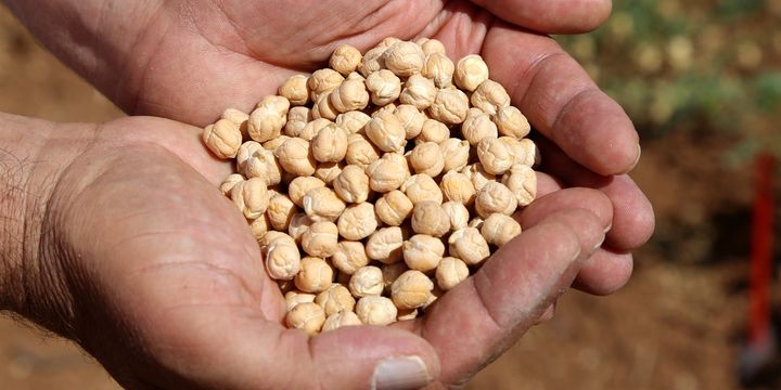 شرکت پخش نخود