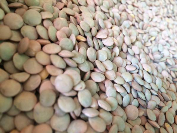 واردات عدس کانادایی به کشور