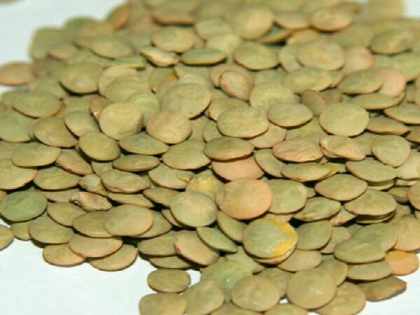 خریدار عدس کانادایی قیمت مناسب