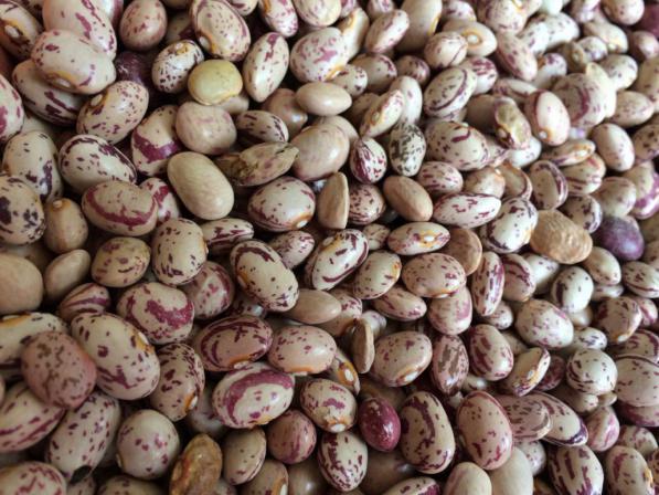 خرید حبوبات ازبکستان